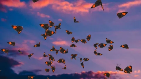 Many butterflies fly on sunset sky background 4k 3d animation Stock Footage 193704341