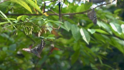 Many Butterflies on Tree Stock Footage 80258806