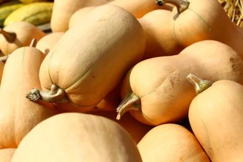 Many butternut pumpkins Stock Photos