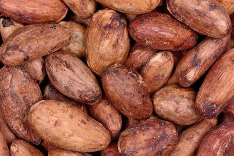 Many cacao beans of background Stock Photos