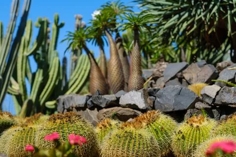 Many cacti in a garden Stock Photos