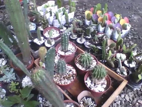 Many cactus in the flower shop, practically all of it have thorns Video stock 162146846