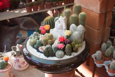 Many cactus Stock Photos
