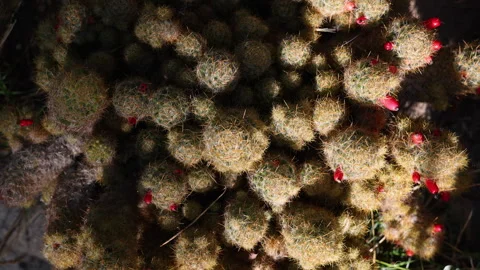 Many cactus plants and succulent in garden close up spikes 4k. Stock Footage 253382007
