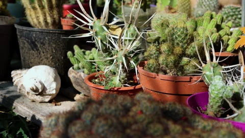 Many cactus plants and succulent in garden close up spikes 4k. Stock Footage 253382011