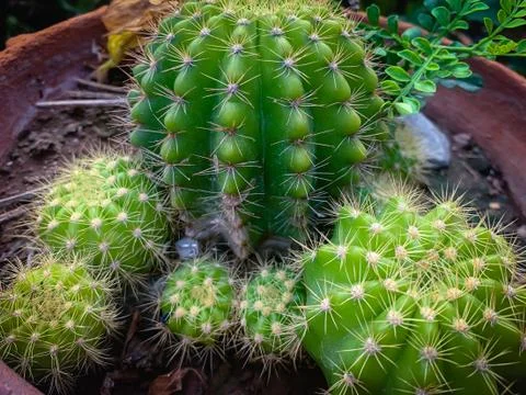 Many cactus trees in pots Stock Photos