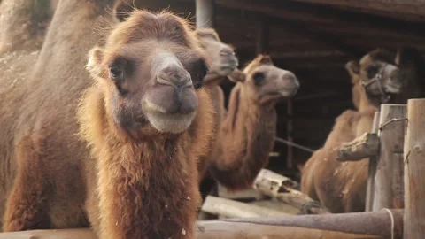 Many camels on the farm Stock Footage 140402879