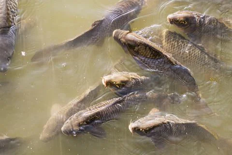 Many carps in the muddy water of the pond surfaced to breathe Stock Photos