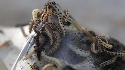 Many caterpillar cocoon moths Stock Footage 64657930