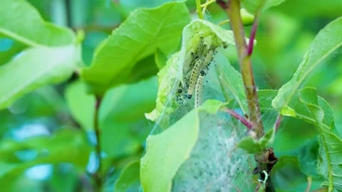 Many caterpillars inside a colony-nest, twisted from cobwebs on a fruit tree Stock Footage 243306606