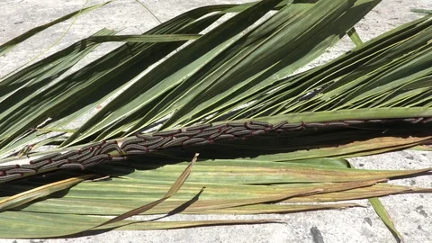 Many caterpillars on a palm tree leaf Stock Footage 87435792
