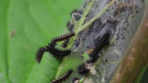Many caterpillars on a plant Stock Footage 138249026