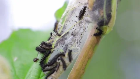 Many caterpillars on a plant Stock Footage 138249034
