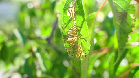 Many caterpillars on a tree leaf, close-up. Tree pests Stock Footage 318576365