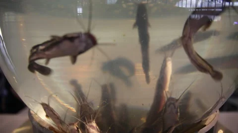Many catfish in a small aquarium Vidéo 65238467