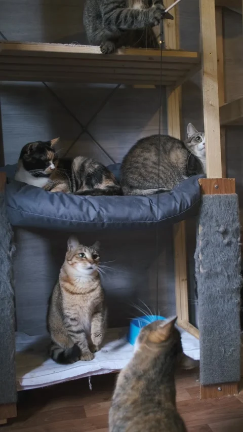 Many cats play with a toy 動画素材 239439731