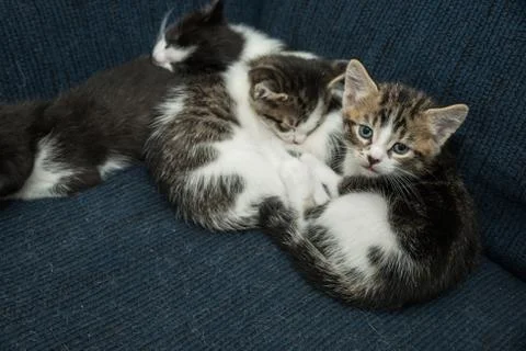Many cats relaxing on sofa Foto stock