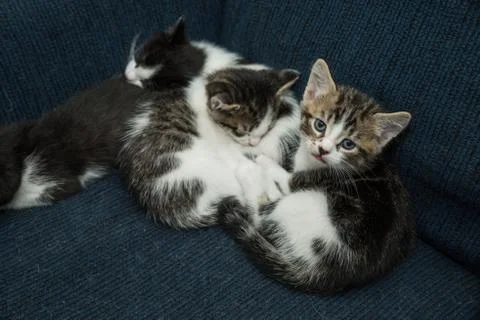 Many cats relaxing on sofa Stock Photos