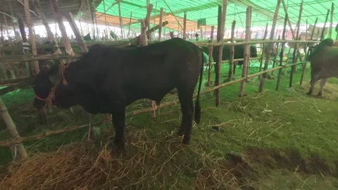 Many Cattle Waiting for Sale at Eid Market in Diyabari Stock Footage 335376609