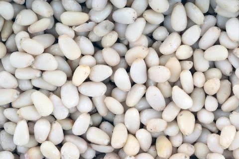 Many cedar nut at day Stock Photos