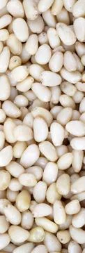 Many cedar nut at day Stock Photos