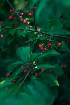 Many Cherries hanging in tree Stock Photos