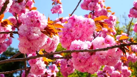 Many cherry blossom: Vidéo 80149174