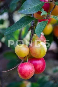 Many cherry plum on the tree Stock Photos