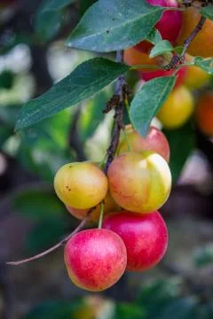 Many cherry plum on the tree Stock Photos