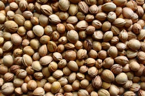 Many cherry stones Stock Photos