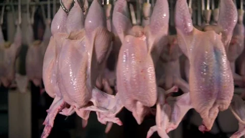 Many chicken carcasses turning on an automatic processing line. Stock Footage 81148960