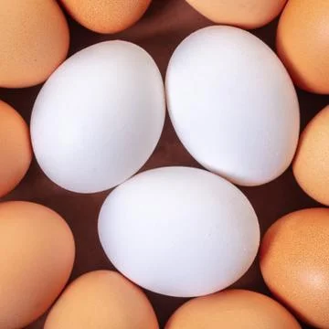 Many chicken eggs closeup Stock Photos