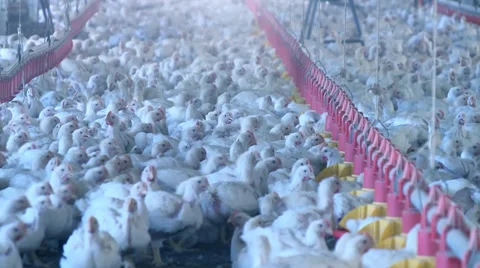 Many chickens in the aviary Video stock 37119748