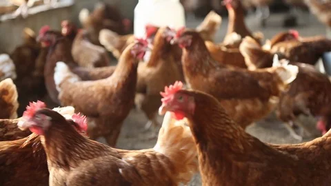 Many Chickens in a Coop Eye Level Stock-Footage 101260661