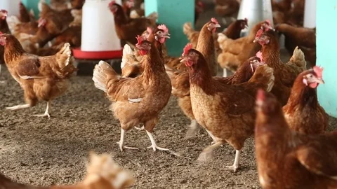 Many Chickens in Coop with Feeder in Background Eye Level Stock-Footage 101260662