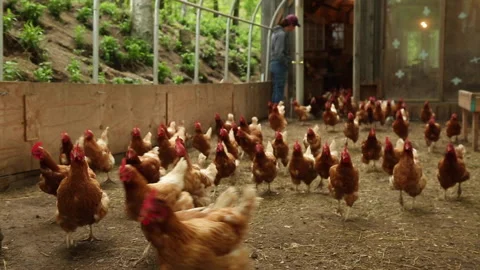 MANY CHICKENS Stock Footage 186580785