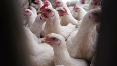 Many chickens Stock Footage 196968976