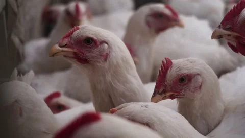 Many chickens Stock Footage 197143738