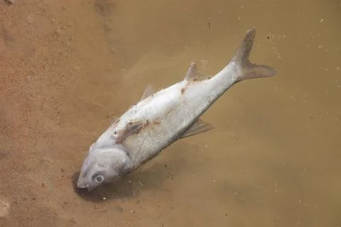 Many of China's rivers are hideously polluted, a dead fish floats in a pollut Stock Photos