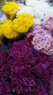 Many chrysanthemums Stock Photos