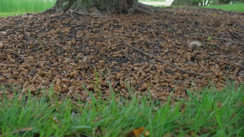 Many cicadas emerging from ground. Move camera Stock Footage 284857811