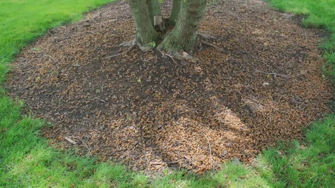 Many cicadas emerging from ground. Wide view Stock Footage 284299728
