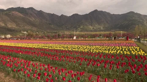 Many clips of Tulip Garden at Srinagar in Kashmir India multi clips Stock Footage 237587014