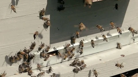 Many close-up fast flying bee near Beehive Stock Footage 76067606