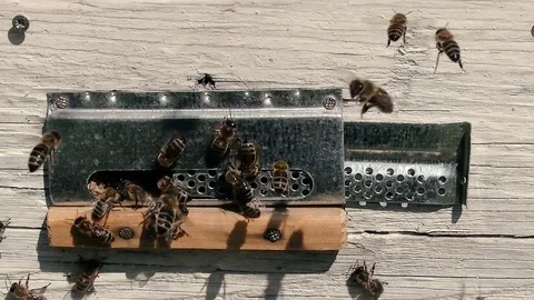 Many close-up fast flying bee near Beehive Stock Footage