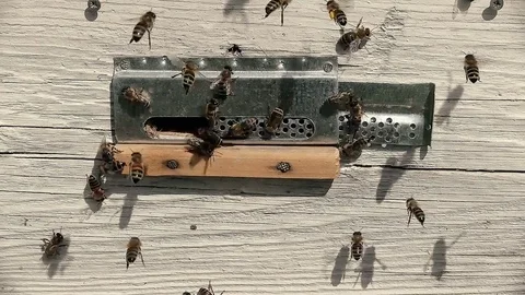 Many close-up fast timelapse flying bee near Beehive Video stock 76067710