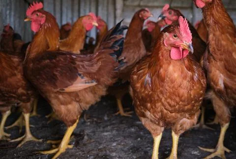 Many Cockerel Rhode Island Red roosters chickens The Poultry backyard house 스톡 사진