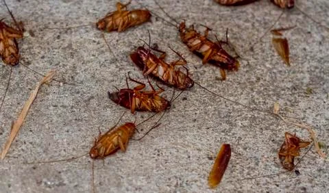 Many cockroach die Stock-Fotos