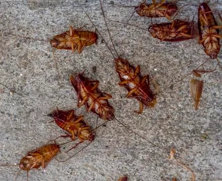 Many cockroach die Stock Photos