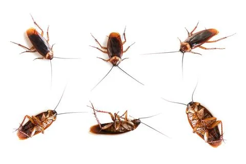Many cockroach on isolated white background,Dead cockroachs on white Stock Photos